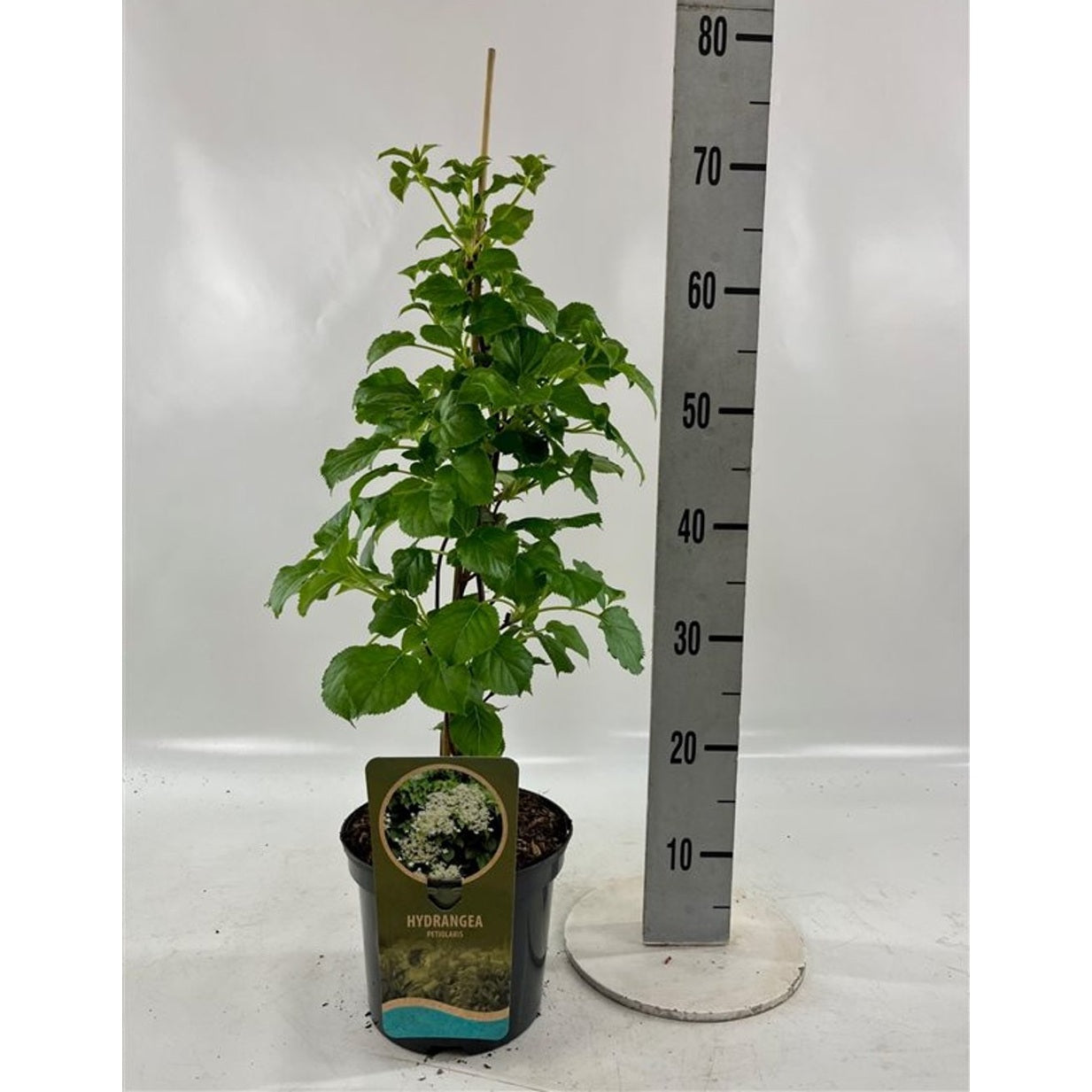 Hortensia – Hydrangea arborescens 'Pink Percussion' - C3 60/+ CM